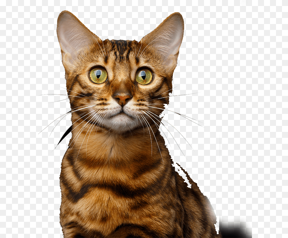 Shopping Background Dog Shopping Background Cat Cat, Abyssinian, Animal, Mammal, Pet Png Image