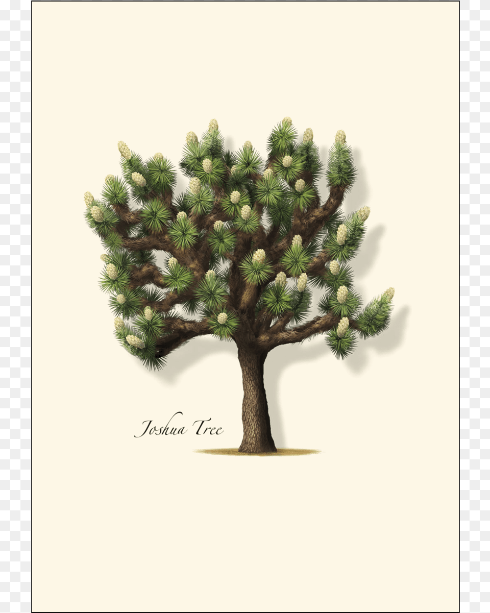 Shopping Cart, Conifer, Pine, Plant, Tree Png