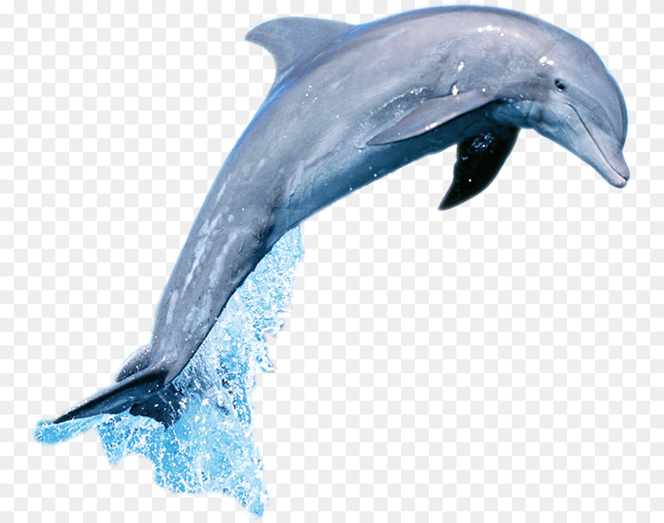 Short Beaked Common Dolphin Common Bottlenose Dolphin Dolphin Jumping Gif, Animal, Mammal, Sea Life, Fish Png Image