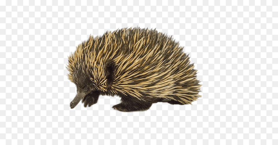 Short Beaked Echidna, Animal, Hedgehog, Mammal, Porcupine Free Png