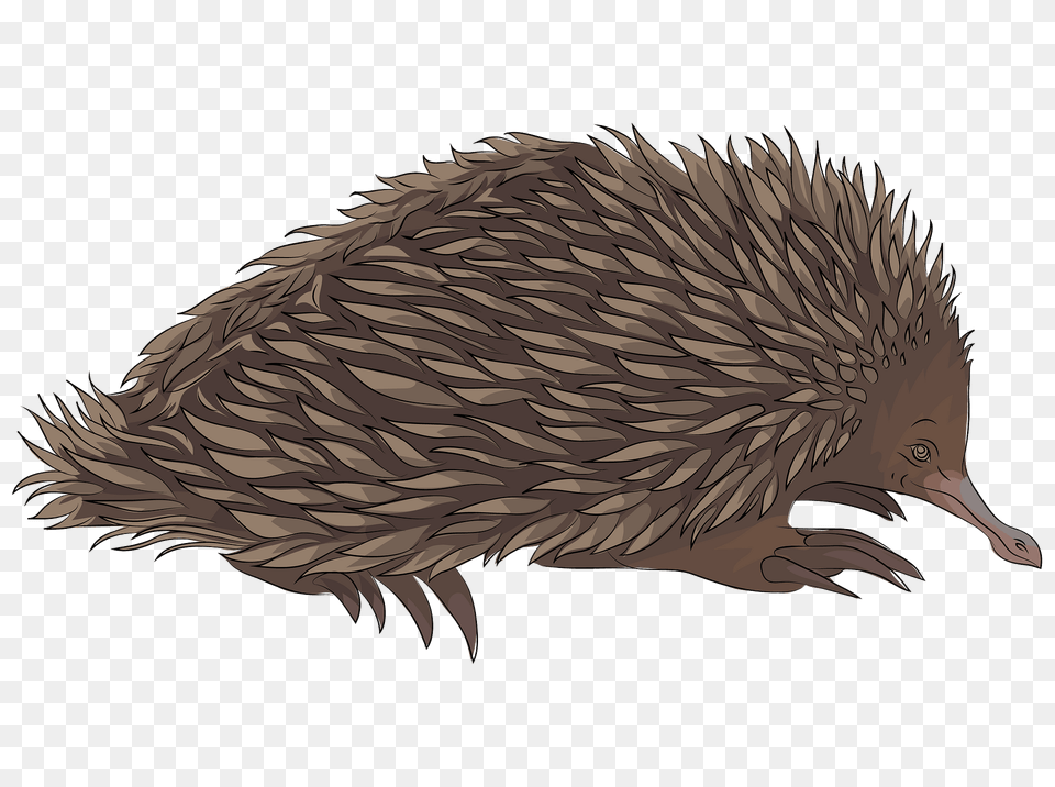 Short Beaked Echidna Clipart, Animal, Hedgehog, Mammal, Porcupine Free Transparent Png