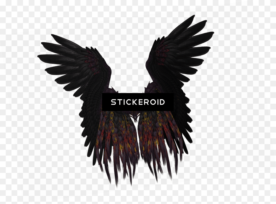 Short Black And Purple Wings Fly Feather, Animal, Bird, Blackbird, Vulture Png