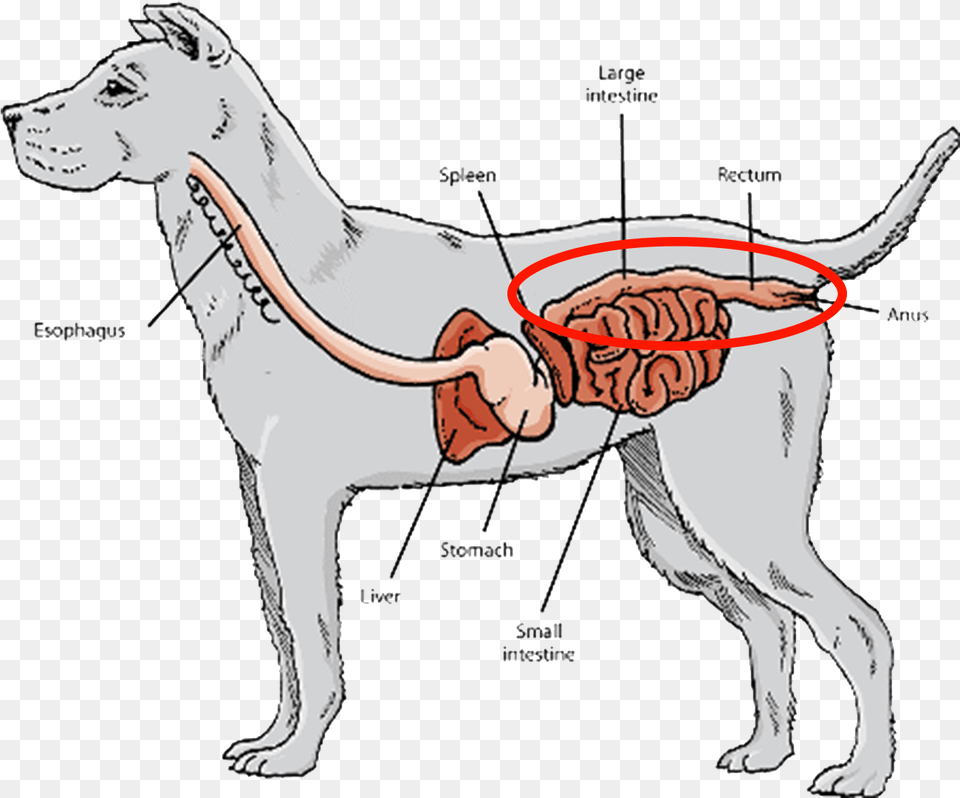 Short Digestive Tracts And Gastrointestinal Systems Carnivore Guts, Chart, Plot, Animal, Canine Free Png