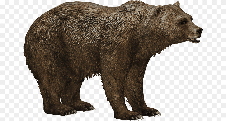 Short Faced Bear Download, Animal, Mammal, Wildlife, Brown Bear Free Png