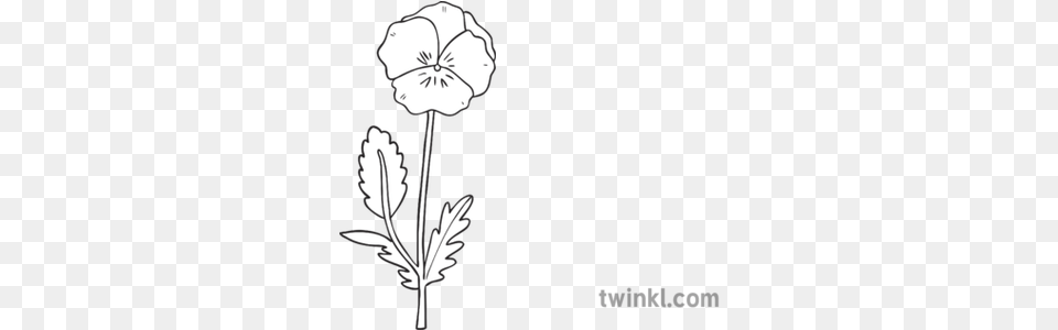 Short Flower Pansy Ks1 Black And White Illustration Twinkl Pansy Flower Black And White, Plant, Art, Anemone, Drawing Free Png Download