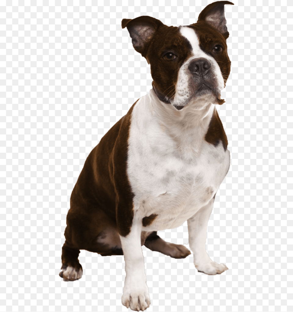 Short Nose Dog Breeds, Animal, Bulldog, Canine, Mammal Png