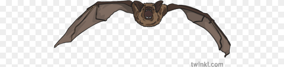 Short Tailed Bat Illustration Twinkl Mexican Bat, Animal, Mammal, Wildlife, Appliance Free Png