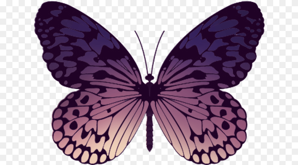 Short Tailed Blue, Purple, Animal, Butterfly, Insect Png