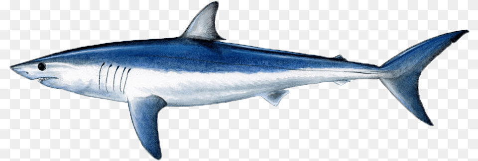 Shortfin Mako Shark, Animal, Fish, Sea Life Png