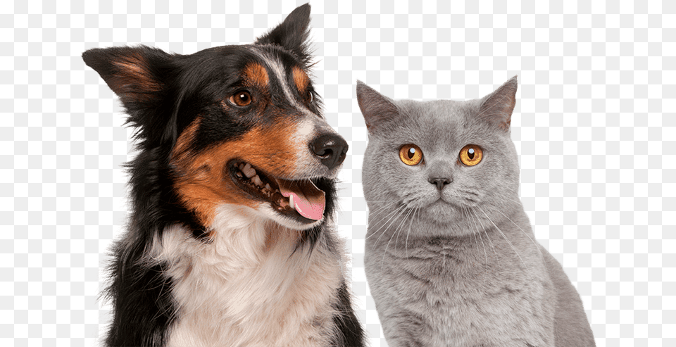 Shorthair Cat, Animal, Canine, Dog, Mammal Png Image
