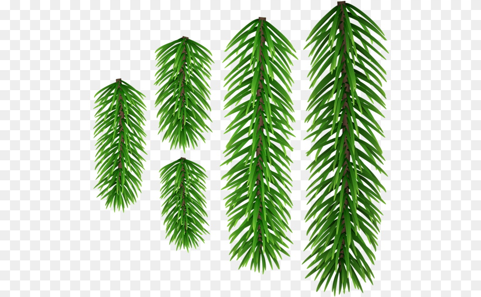 Shortleaf Black Spruce, Conifer, Fir, Green, Plant Png Image