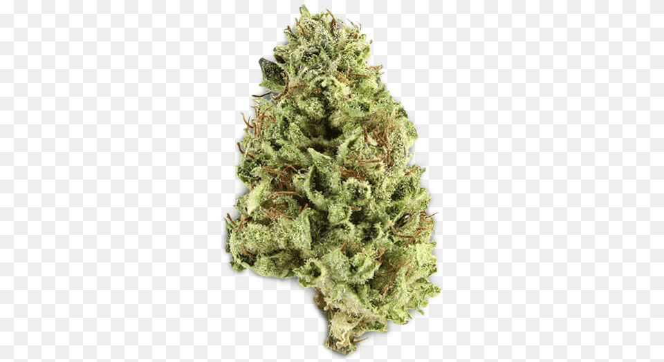 Shortleaf Black Spruce, Plant, Weed, Bud, Flower Png Image