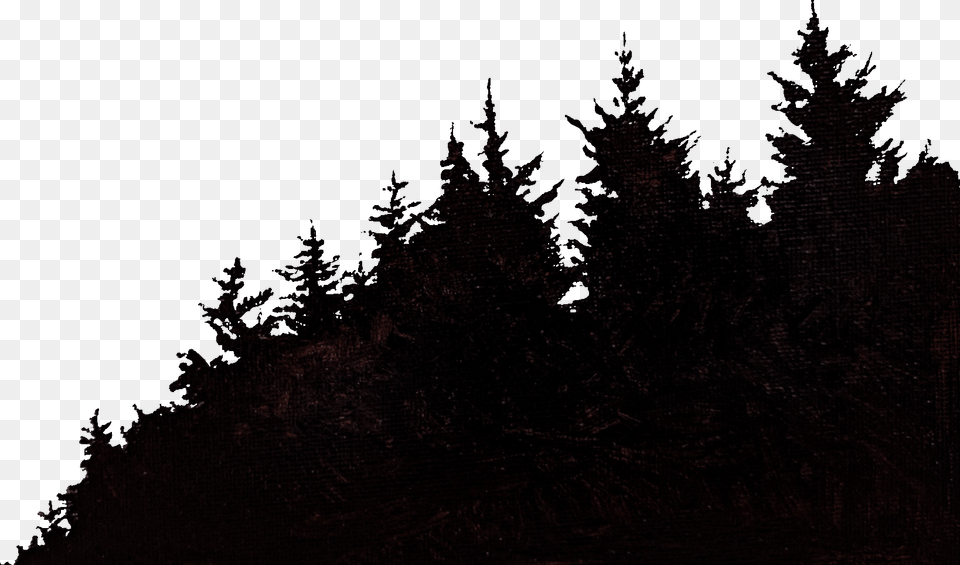Shortleaf Black Spruce, Conifer, Fir, Plant, Silhouette Png