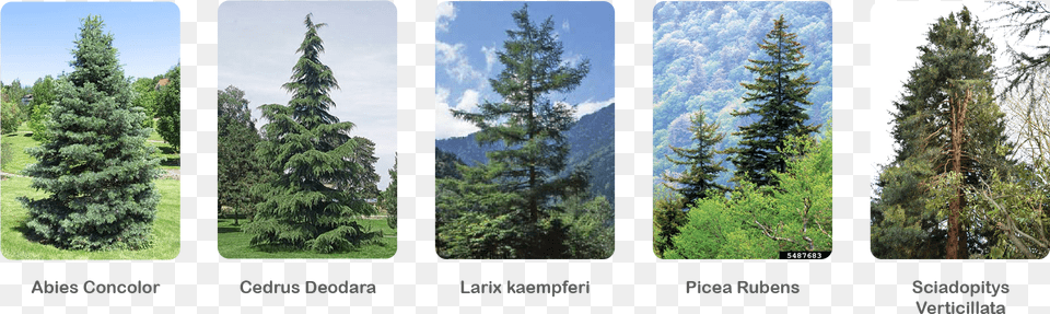 Shortleaf Black Spruce, Conifer, Tree, Plant, Pine Free Png