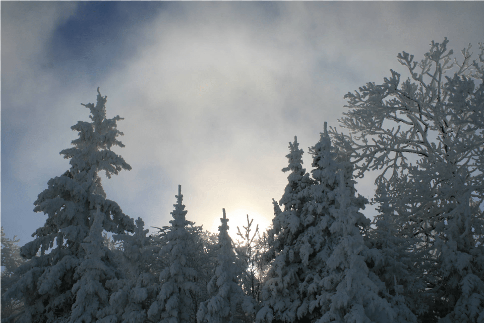 Shortleaf Black Spruce, Weather, Fir, Tree, Nature Png