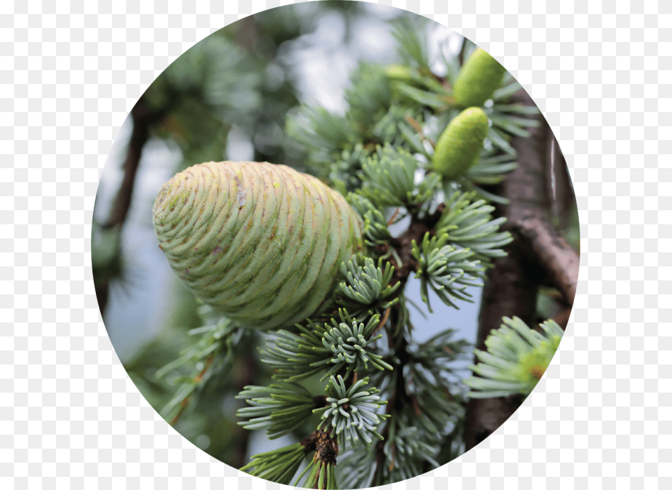 Shortleaf Black Spruce, Conifer, Fir, Plant, Tree Free Png