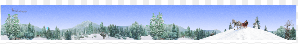 Shortleaf Black Spruce, Pine, Fir, Landscape, Nature Free Png