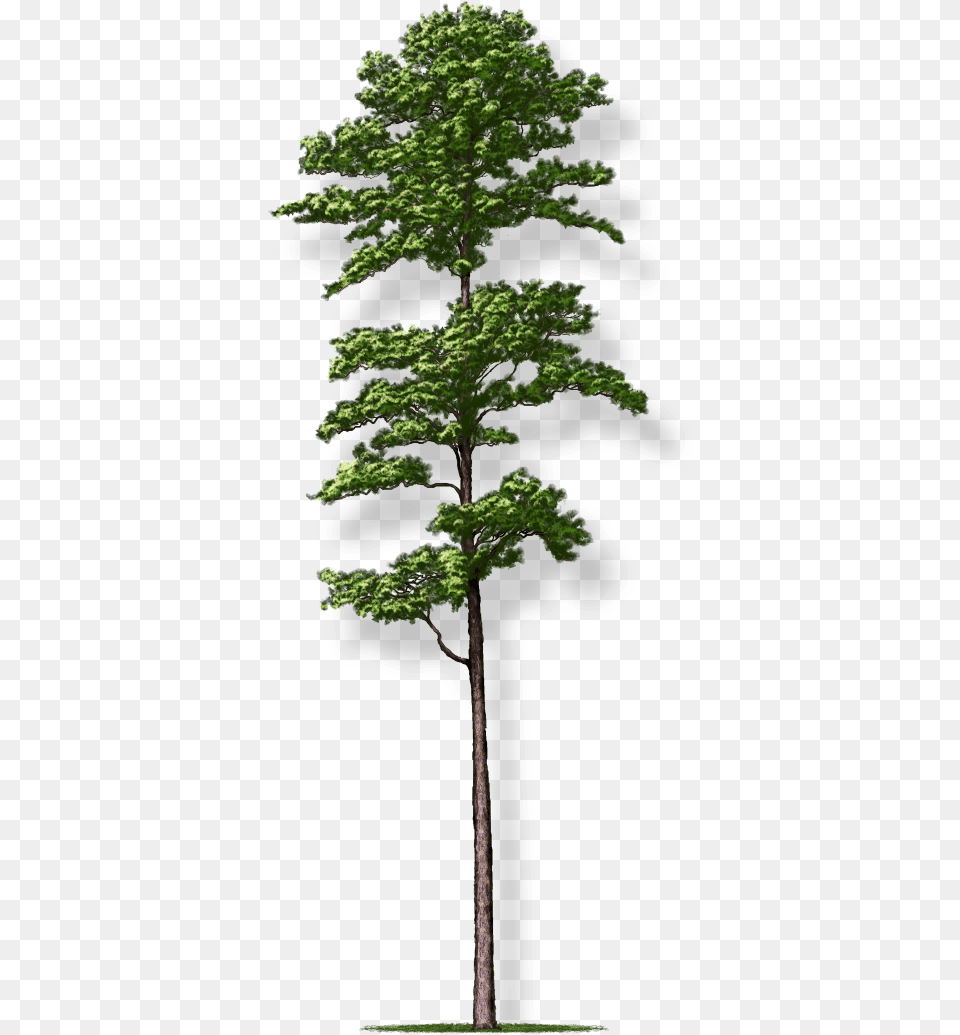 Shortleaf Pine Tree Montgomery Short Leaf Pine Tree, Fir, Plant, Tree Trunk, Conifer Png