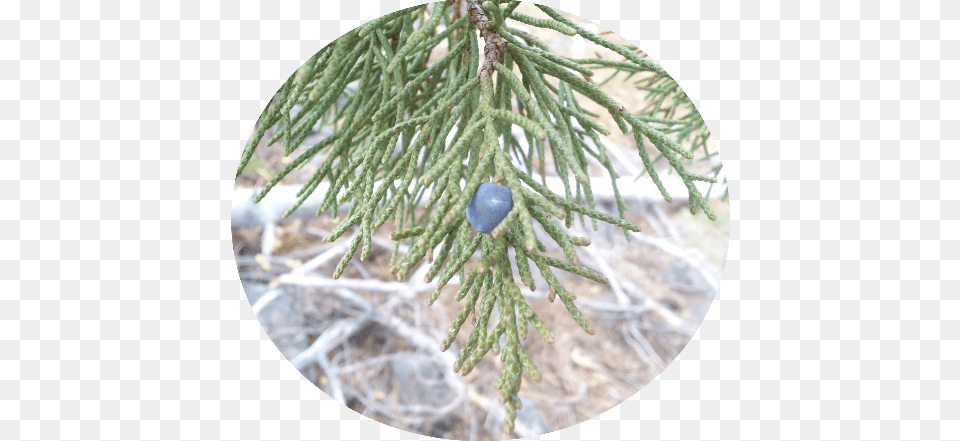 Shortstraw Pine, Conifer, Plant, Tree, Berry Free Png