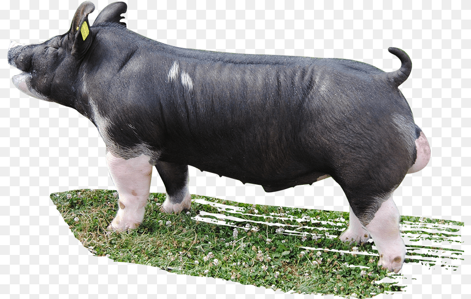 Shot Gun Berkshire Boar, Animal, Hog, Mammal, Pig Png