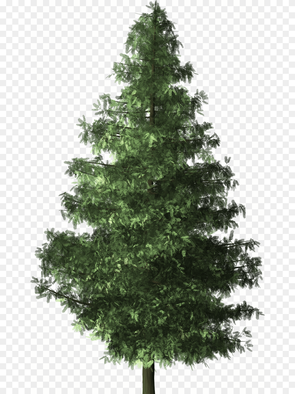 Should Christians Have A Christmas Tree Tree Brush, Fir, Pine, Plant, Conifer Free Transparent Png