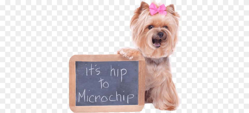 Should I Microchip My Pet Hiptochip Microchipping Your Dog, Blackboard, Animal, Canine, Mammal Png Image