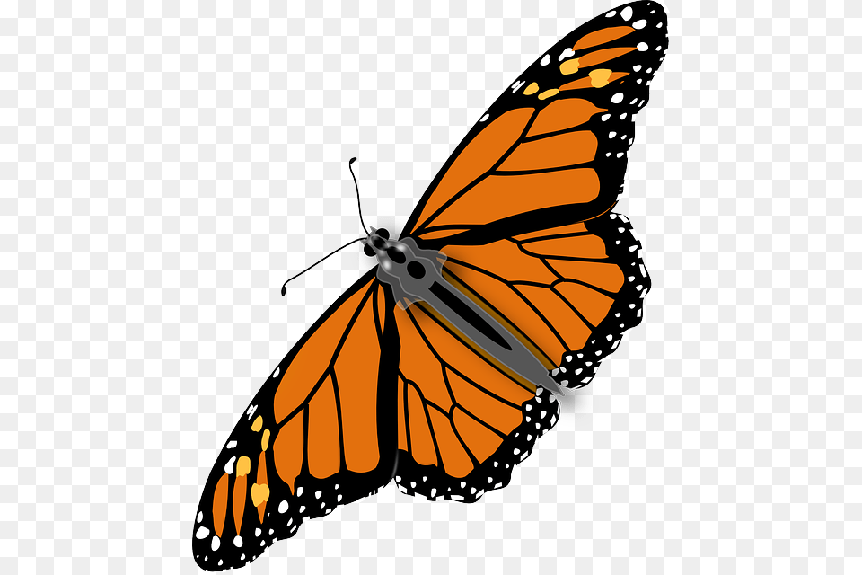 Should We Eat Bugs Monarch Butterfly Transparent Background, Animal, Insect, Invertebrate, Person Free Png Download