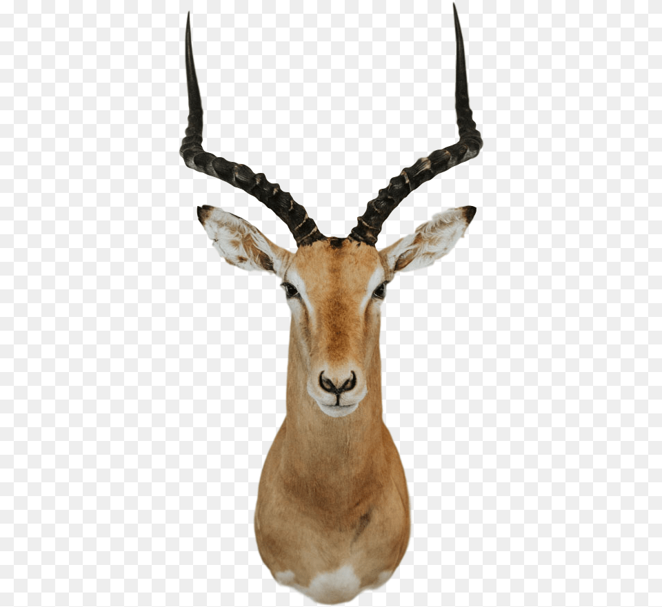 Shoulder Mount Impala Trophy 1 Transparent Impala Animal, Antelope, Mammal, Wildlife, Gazelle Png Image
