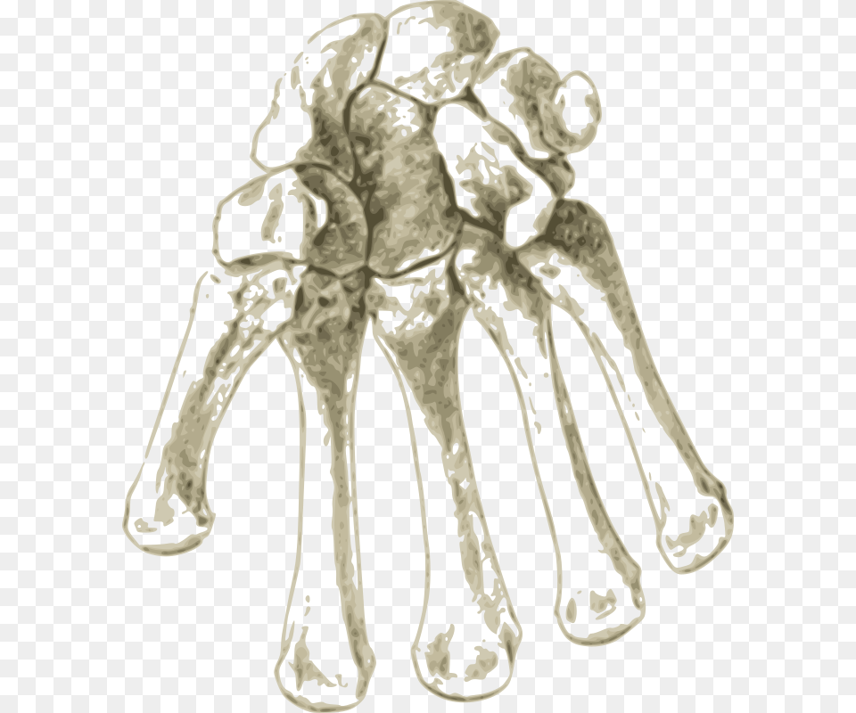 Shoulderartorgan Bone, Ct Scan, Person Free Png Download