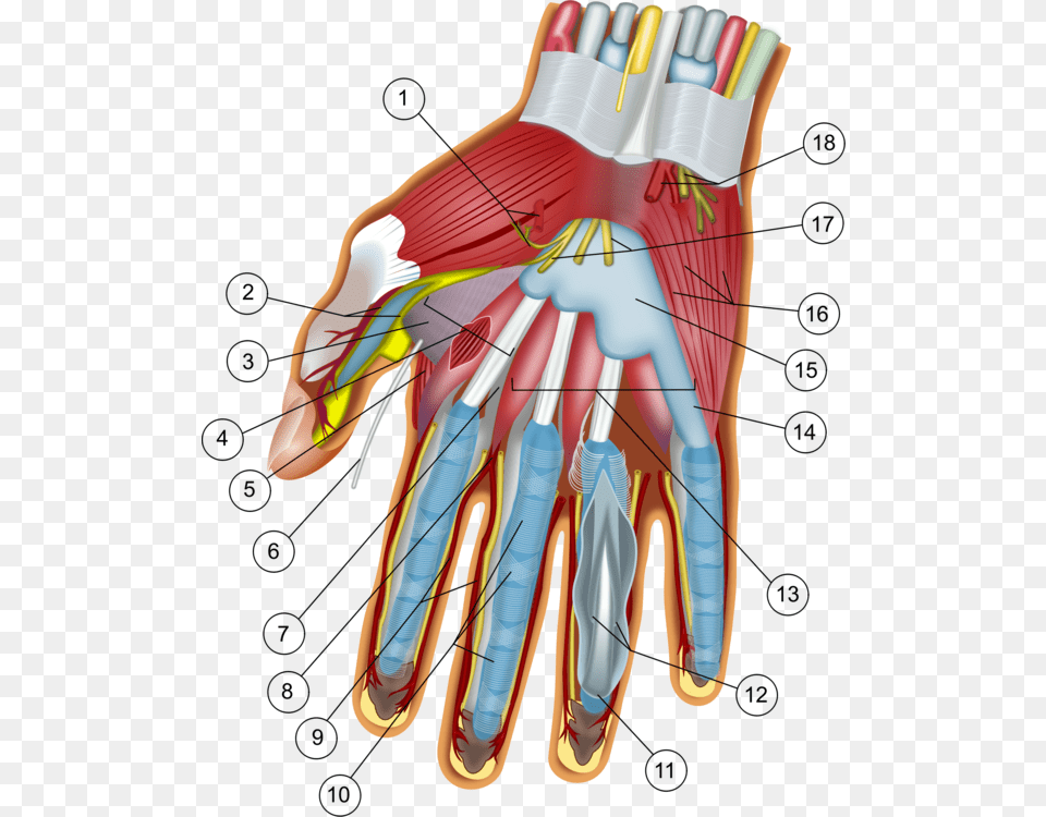 Shouldernerveblood Vessel Wrist And Hand, Clothing, Glove, Brush, Device Png Image