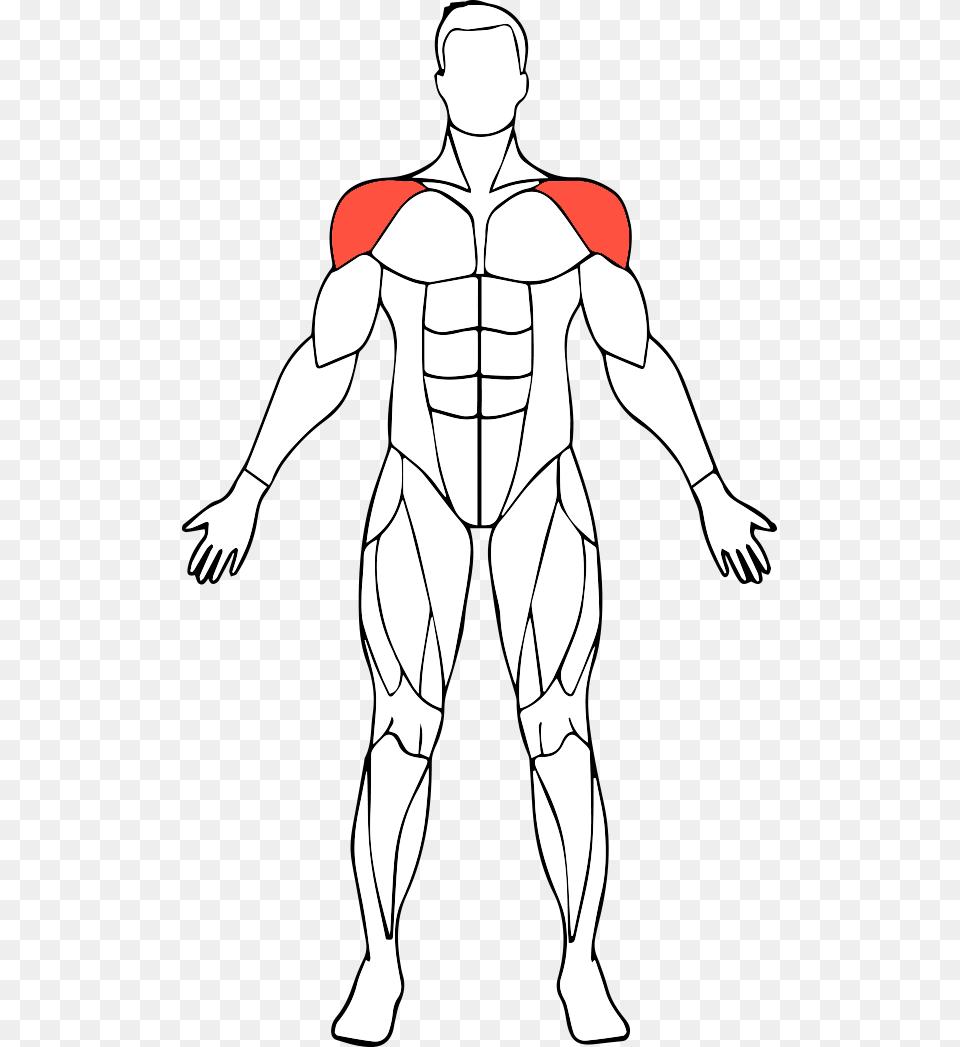 Shoulders Muscle, Adult, Male, Man, Person Png