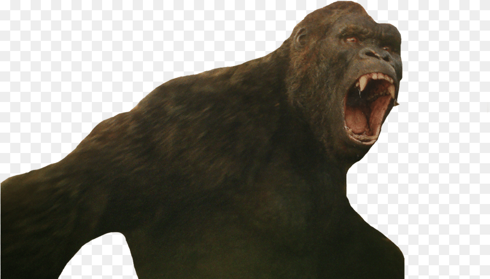 Shout King Kong 2017, Animal, Bear, Mammal, Wildlife Free Transparent Png