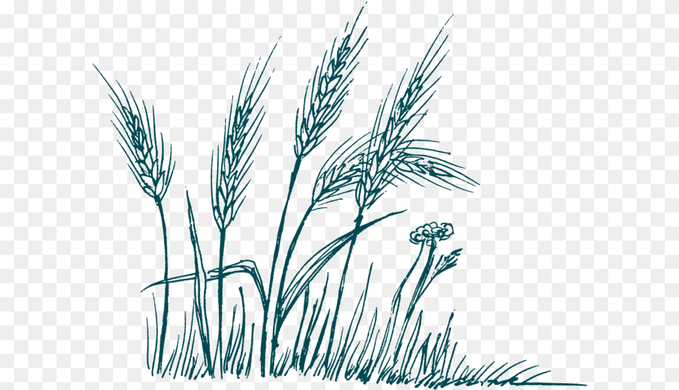 Shovel, Grass, Plant, Art, Agropyron Free Png