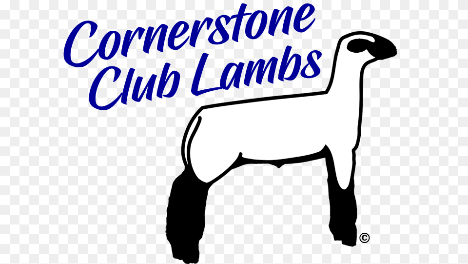 Show Lambs Sheep For Sale Cornerstone Club Lambs Virginia, Animal, Livestock, Mammal, Canine Free Transparent Png