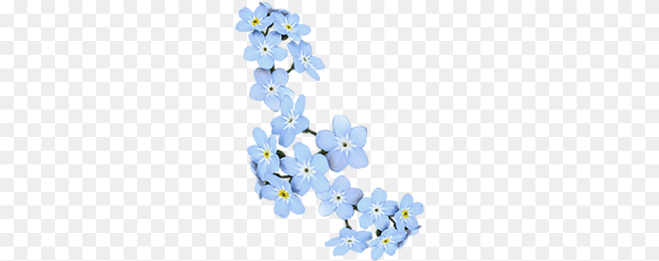 Show More Notesloading Alpine Forget Me Not, Flower, Plant, Anther, Geranium Png