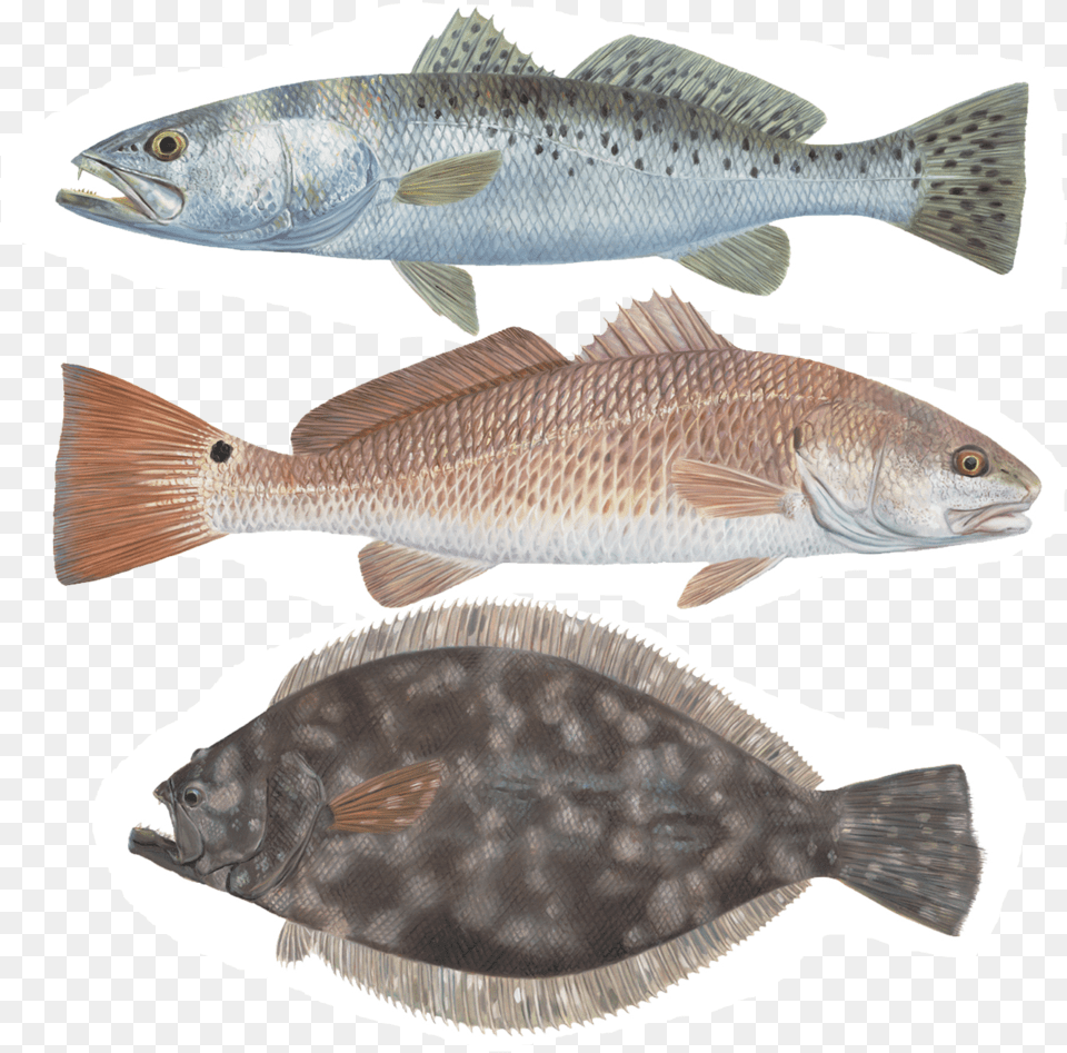 Show Pictures Of Speckled Trout, Animal, Fish, Sea Life Free Png Download