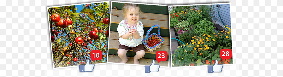Show Your Bounty Contest Details Green Mountain Compost, Girl, Nature, Garden, Outdoors Free Transparent Png