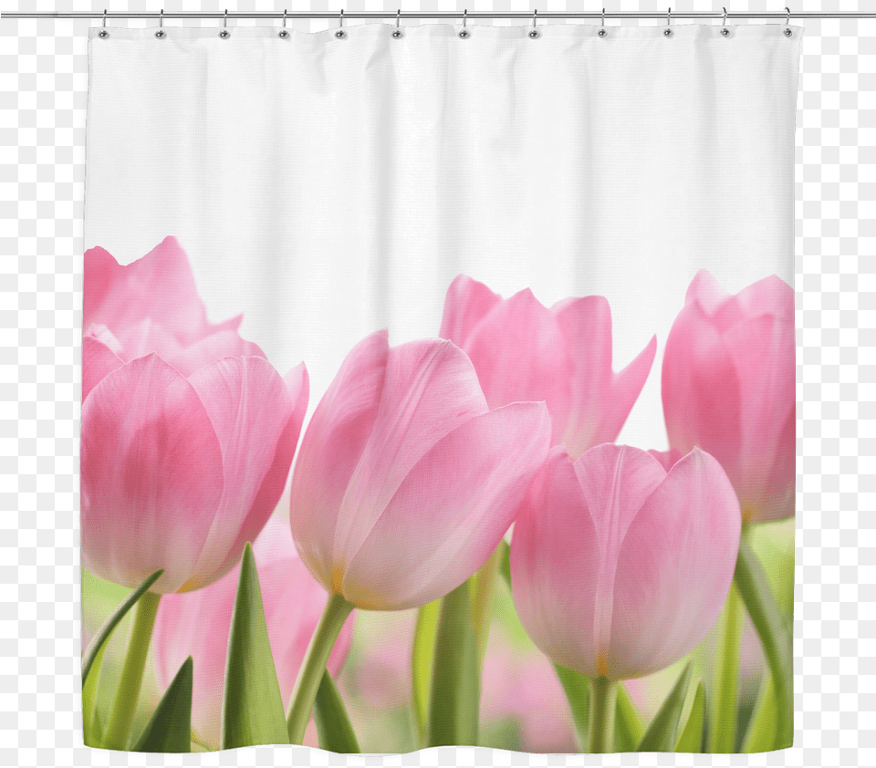Shower Curtain Tulips, Flower, Plant, Petal, Rose Free Png