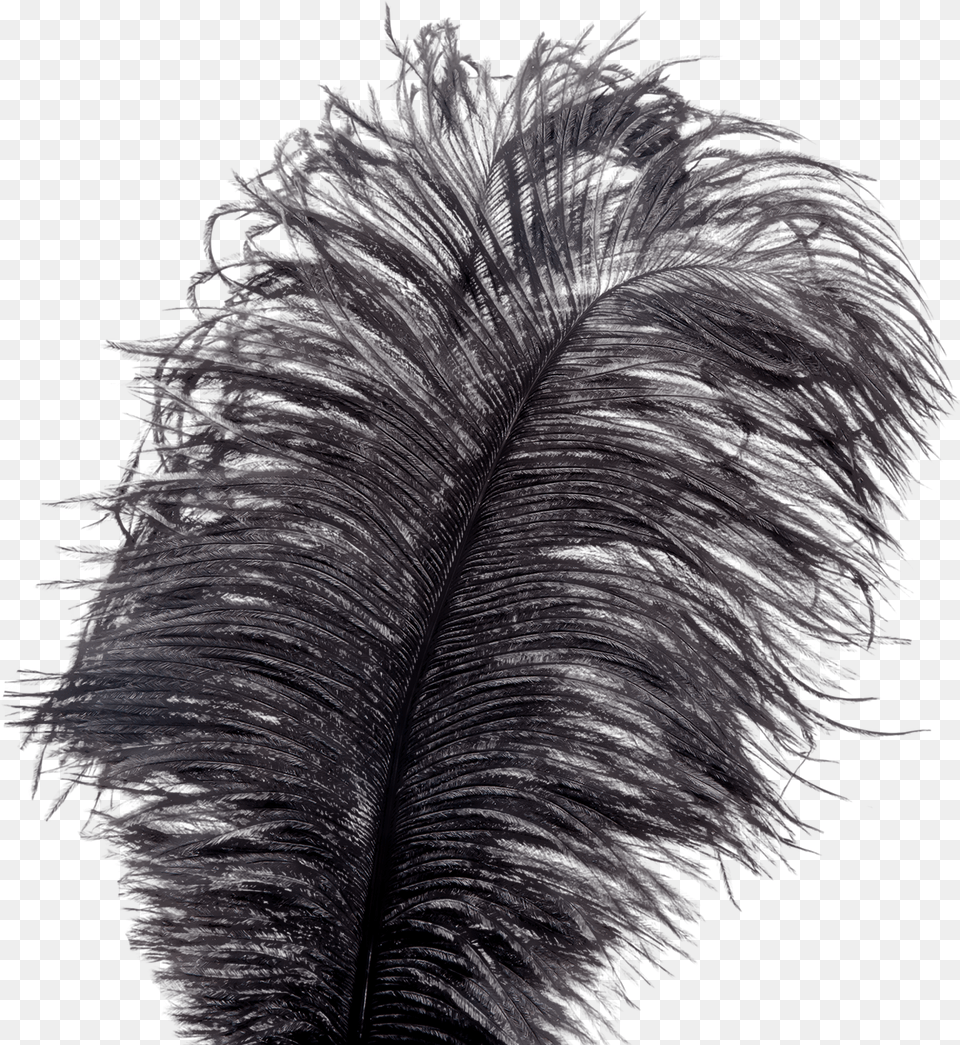 Showgirl Feather Tickler Bird, Accessories, Plant Free Png