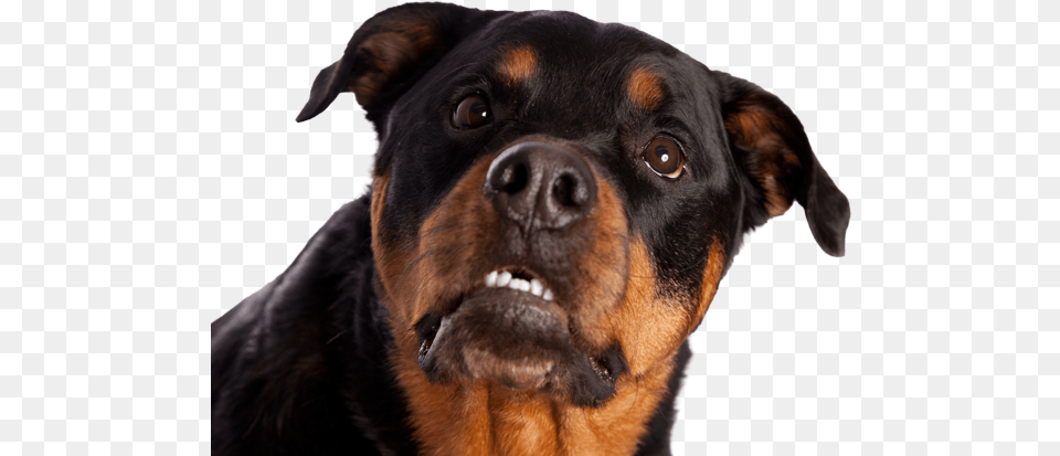 Showing Teeth Transparent Rottweiler, Animal, Canine, Dog, Mammal Png Image