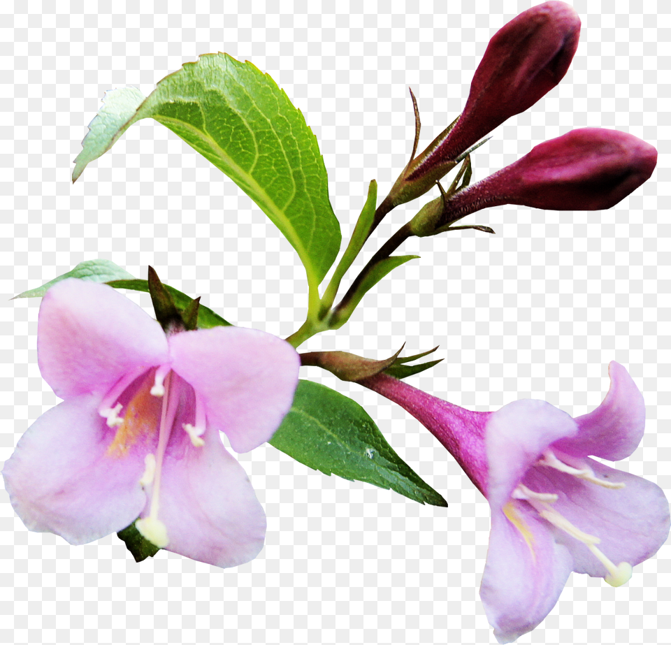 Shradhanjali Flowers, Acanthaceae, Flower, Plant, Geranium Free Png Download
