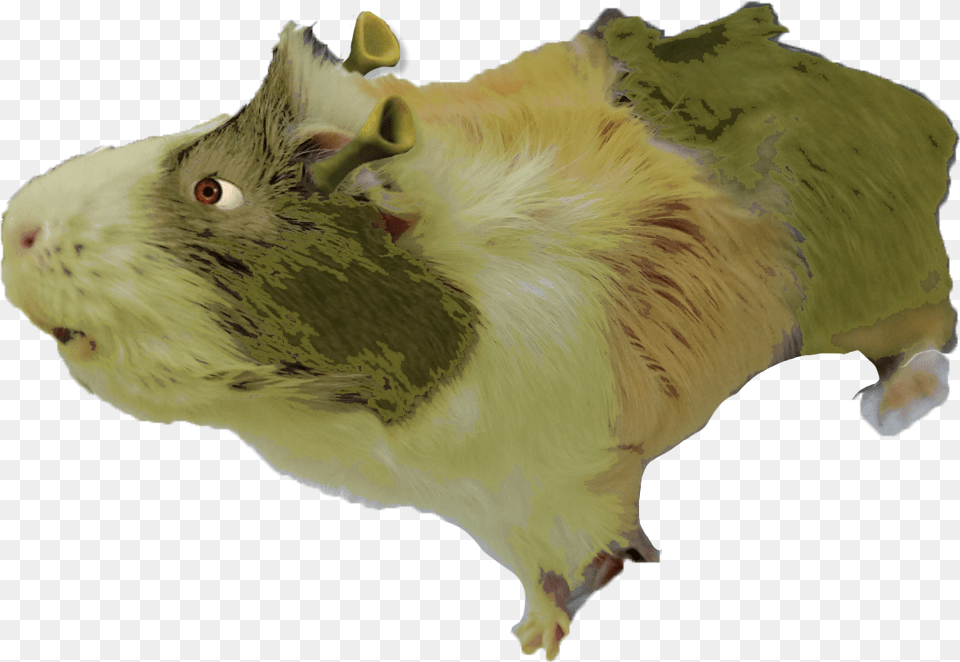 Shrek Guinea Pig Album On Imgur Animal Figure, Bird, Mammal, Hamster, Pet Free Png Download
