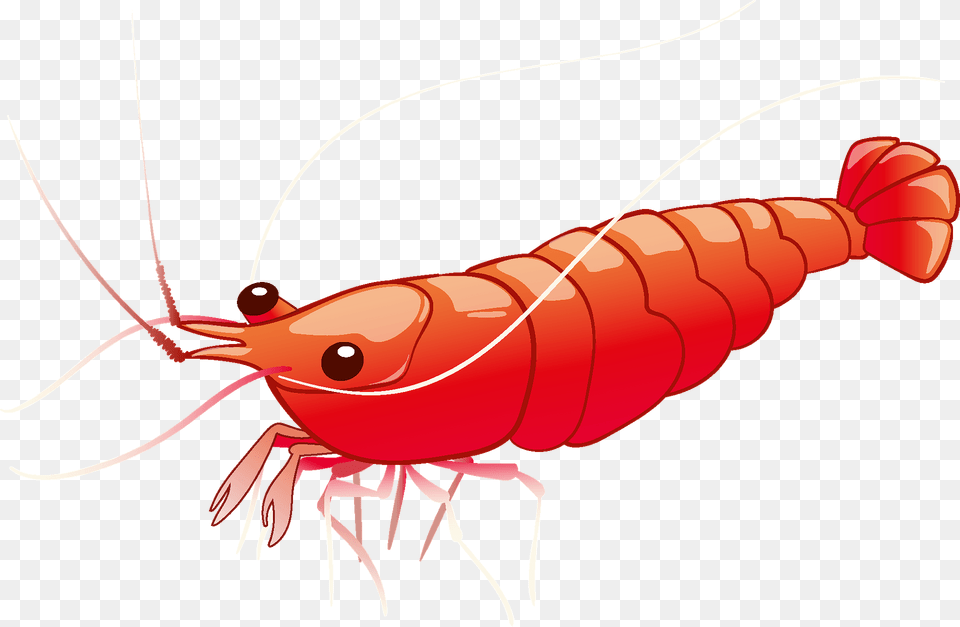 Shrimp Clipart, Animal, Food, Invertebrate, Sea Life Free Png