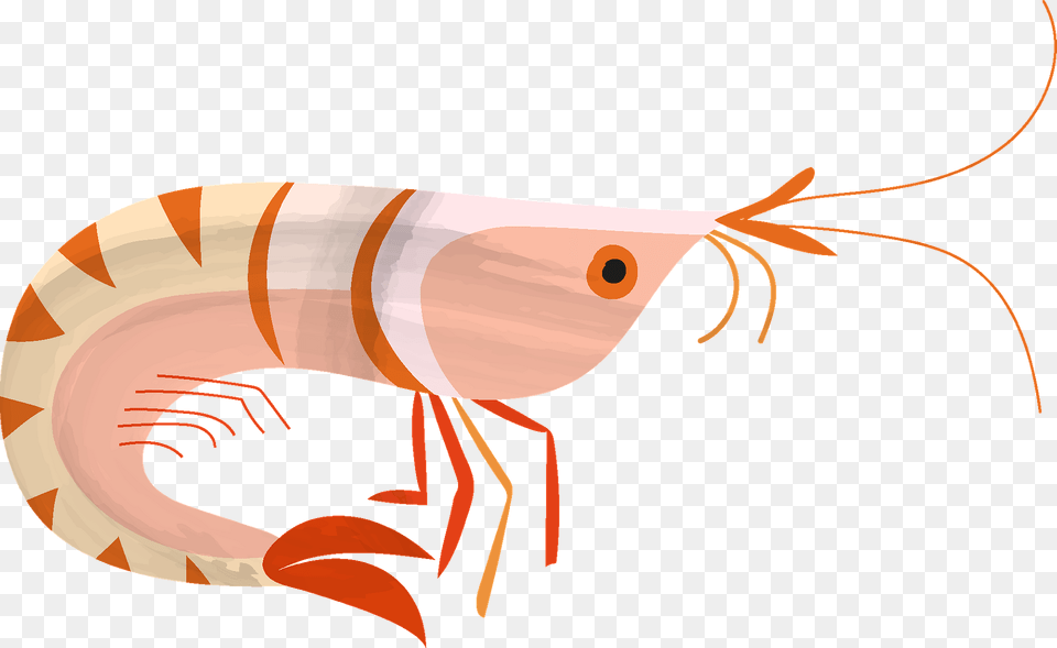 Shrimp Clipart, Animal, Food, Invertebrate, Sea Life Free Png Download