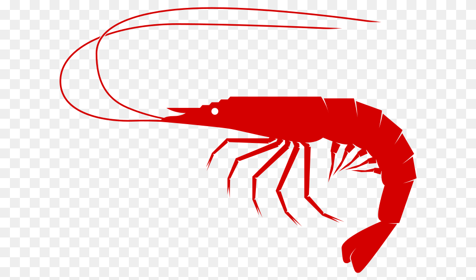 Shrimp Clipart, Food, Seafood, Animal, Invertebrate Png Image