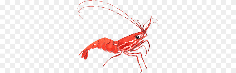 Shrimp Clipart, Food, Seafood, Animal, Sea Life Free Transparent Png