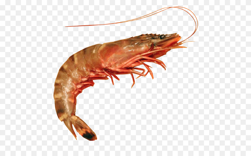 Shrimp Cloud, Animal, Food, Invertebrate, Sea Life Free Png