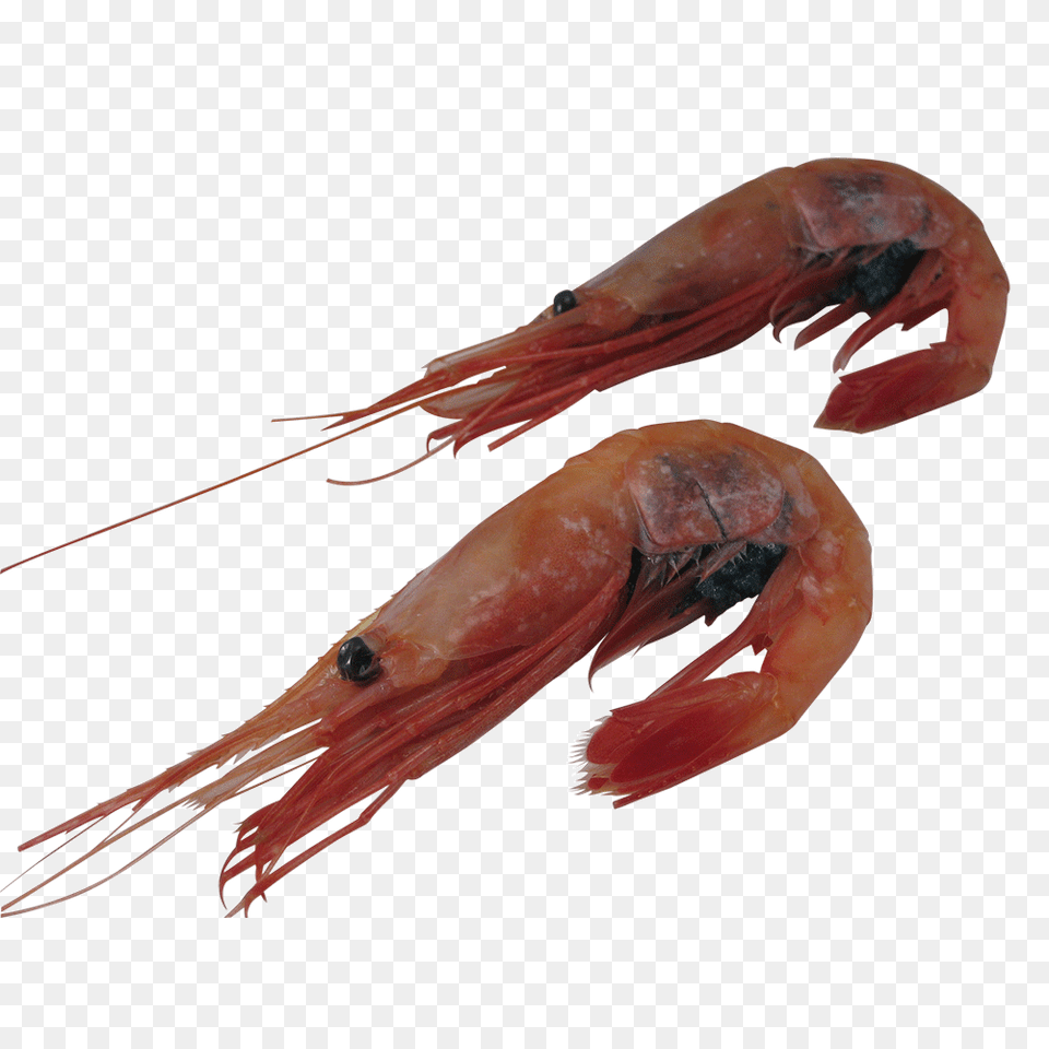 Shrimp Food Business, Animal, Invertebrate, Sea Life, Seafood Free Png Download