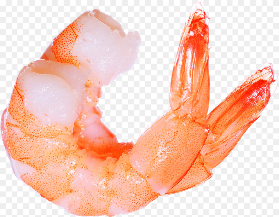 Shrimp Hd Shrimp Free Png Download