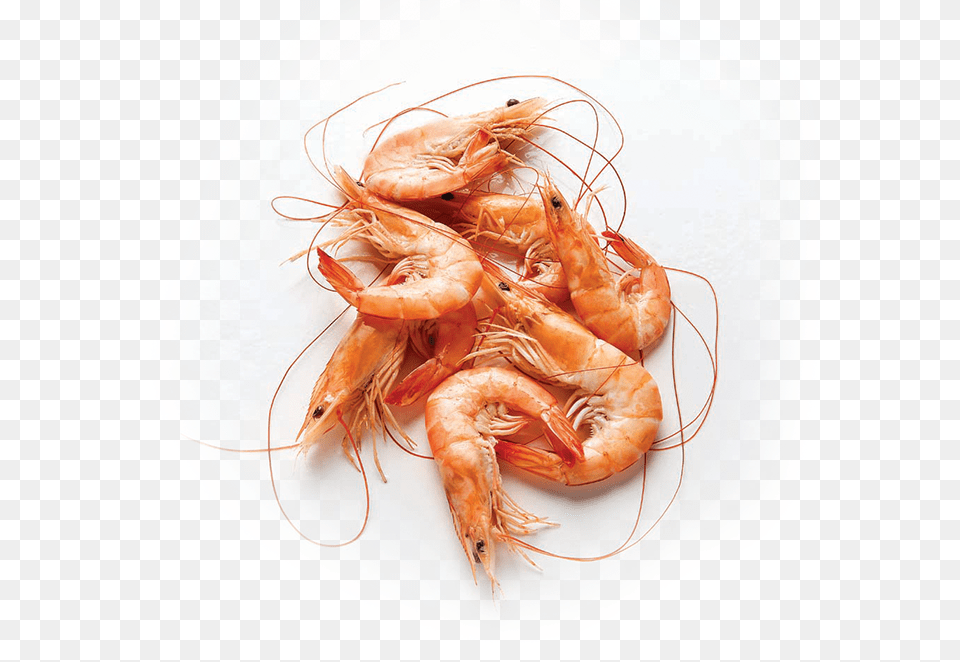 Shrimp Hd Shrimp, Animal, Food, Invertebrate, Sea Life Free Png Download